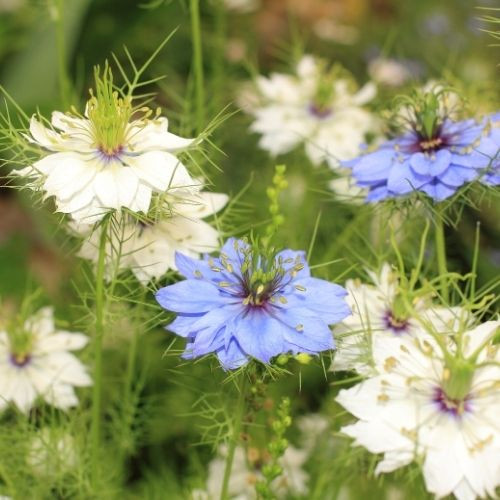 Magyar Vadvirágos Kert - Katicavirág / Borzaskata vetőmag - 50g-100g