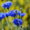 Magyar Vadvirágos Kert - Kék búzavirág vetőmag (Centaurea cyanus) 2 g 