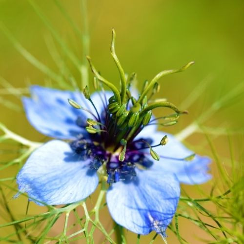 Magyar Vadvirágos Kert - Katicavirág / Borzaskata vetőmag - 2 g 