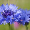 Magyar Vadvirágos Kert - Kék búzavirág vetőmag (Centaurea cyanus) 5 g 