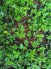AS-GREEN SLOPE   -  A természetes  növénytámfal
