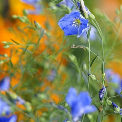 Magyar Vadvirágos Kert - Évelő len vetőmag - 100g