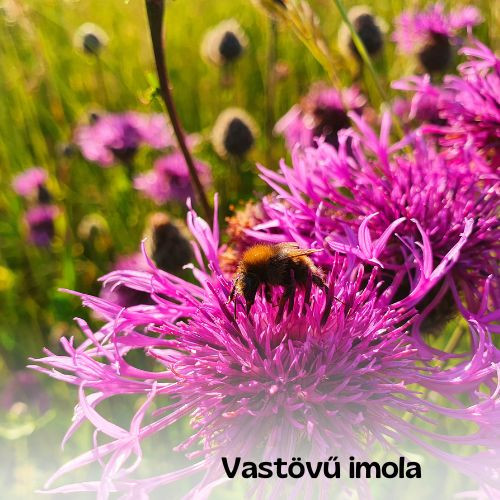 Magyar vadvirágos kert magkeverék - 20g