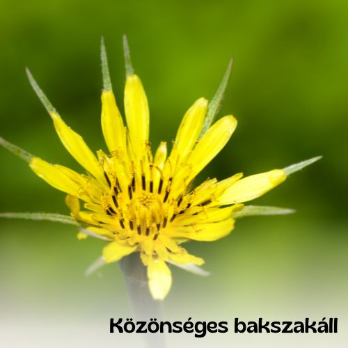 Magyar vadvirágos kert magkeverék - 20g