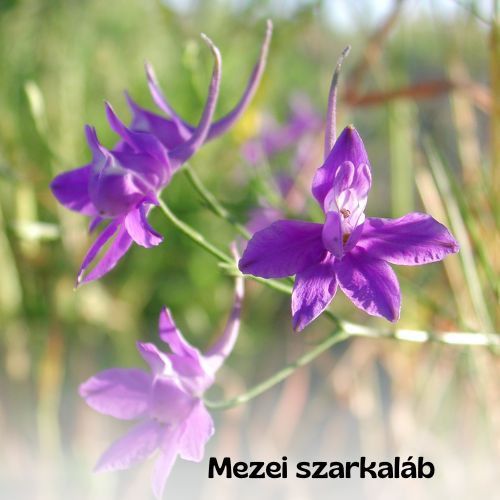 Magyar vadvirágos kert magkeverék - 20g