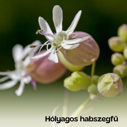 Magyar vadvirágos kert magkeverék - 20g