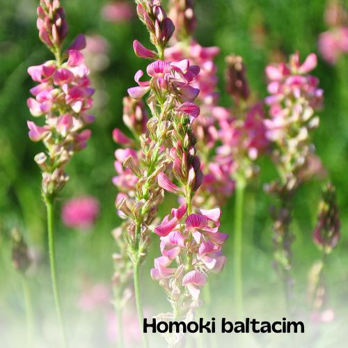 Magyar vadvirágos kert magkeverék - 20g