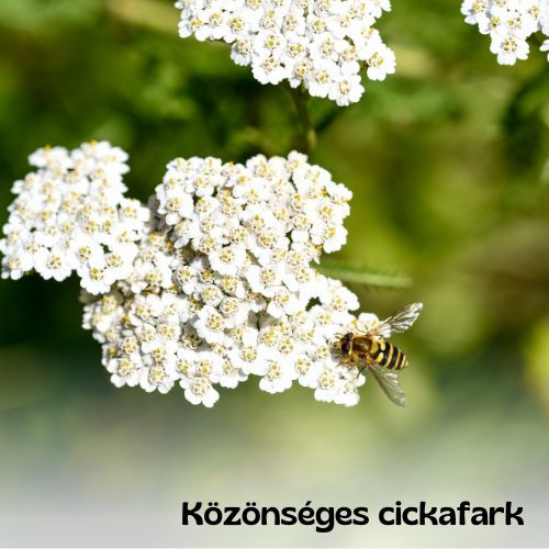 Magyar vadvirágos kert magkeverék - 20g