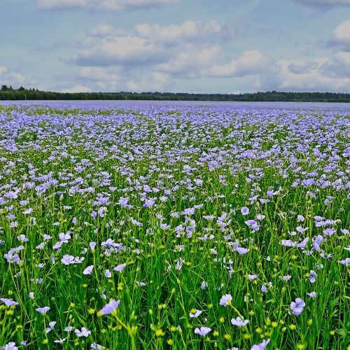 Magyar Vadvirágos Kert - Évelő len vetőmag - 20g