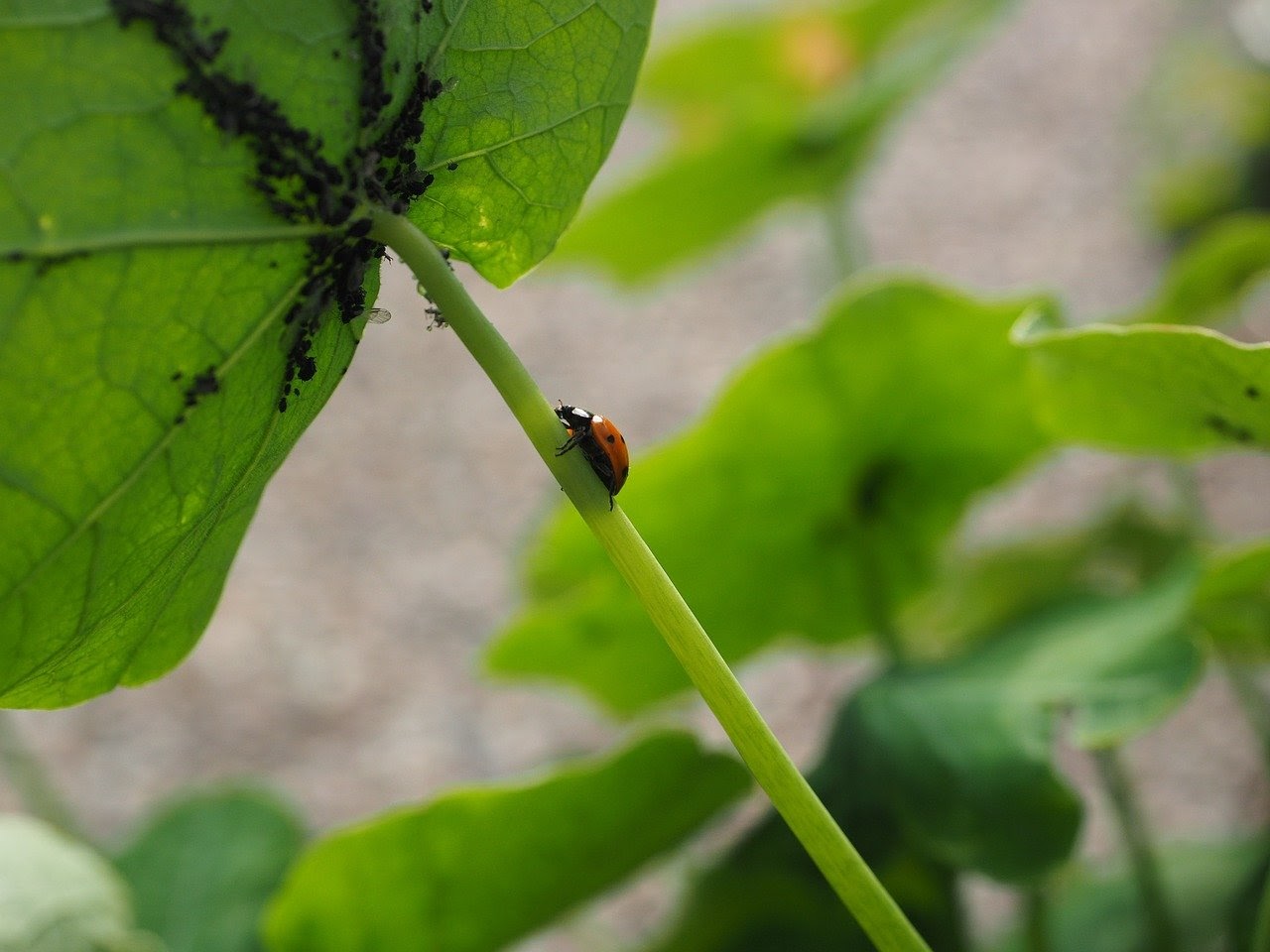 Segítő rovarok a kertben - akik mellettünk állnak 